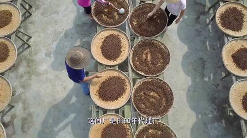 豆豉老广钟爱的调料之一,价格虽廉制作过程却十分考功夫